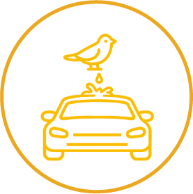 bird dropping (1)