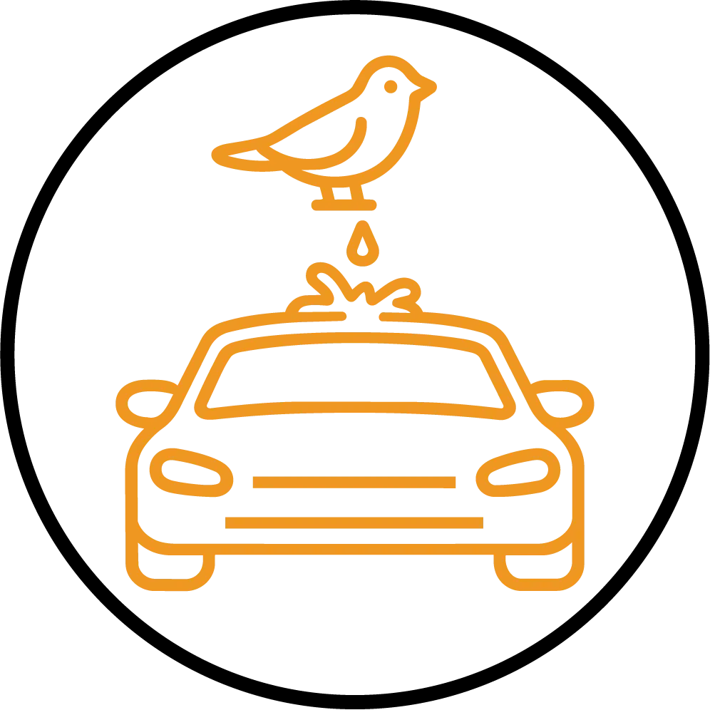 bird